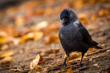 Sonbaharda çimlerin üzerindeki parkta bir karga.