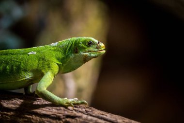 Fijian iguana in a terrarium clipart