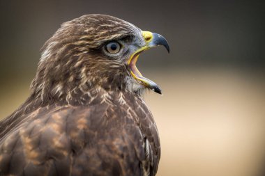 buzzard forest portrait from nature clipart