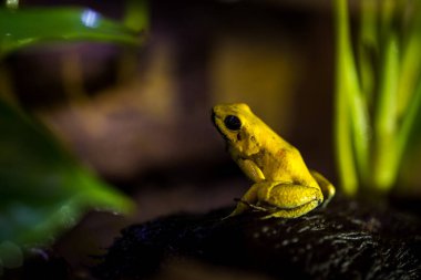 Korkunç ormancı içindeki sarı kurbağadır.