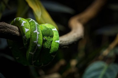 green snake in zoo park clipart