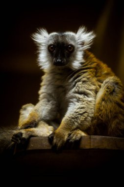 black lemur portrait in nature park clipart