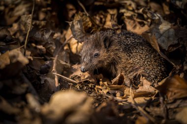 hedgehog in leaves in spring clipart