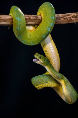 Siyah arkaplanda yeşil piton