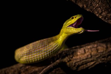 Endonezya çıngıraklı yılanı içeride