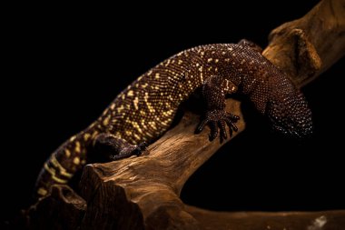Heloderma şüpheli kertenkele portresi