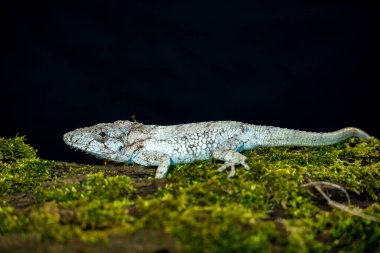 Siyah arka planda batı sakallı anole portresi