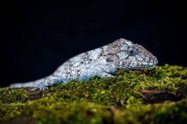 Siyah arka planda batı sakallı anole portresi