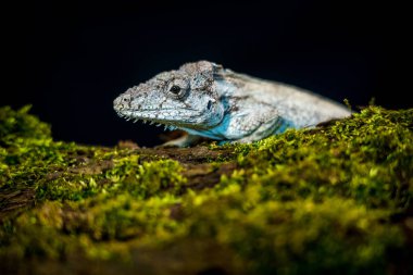 Siyah arka planda batı sakallı anole portresi