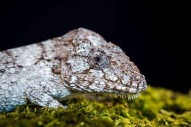 Siyah arka planda batı sakallı anole portresi