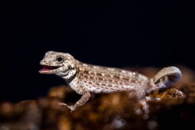 Siyah arkaplanda Leopar kertenkelesi portresi