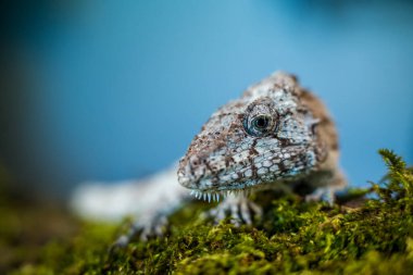 Siyah arka planda batı sakallı anole portresi