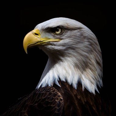 Siyah arkaplanda kel kartal portresi