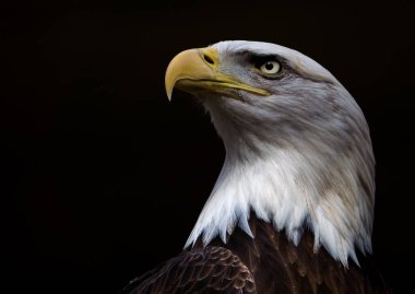 Siyah arkaplanda kel kartal portresi