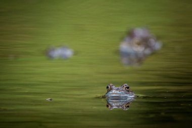 kahverengi kurbağa su
