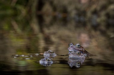 kahverengi kurbağa su