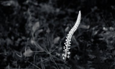 Ön manzara, bahçede çiçek arkaplanı