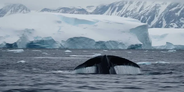 Whale tail on the sea in front of the background of glaciers on the continent of Antarctica