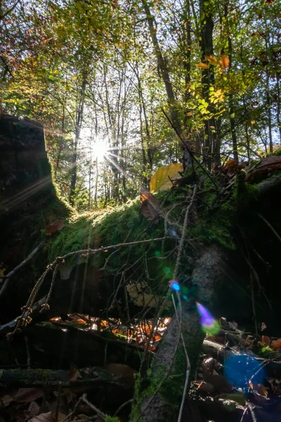 Vackra Strålar Solljus Genom Färgglada Blad Naturliga Skogsområden Tidigt Morgonen — Stockfoto