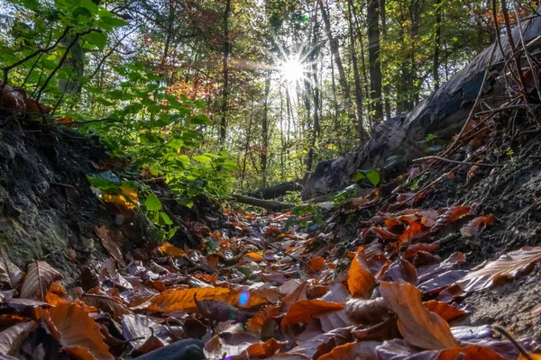 Schöne Sonnenstrahlen Durch Bunte Blätter Natürlichen Wäldern Frühen Morgen Machen — Stockfoto