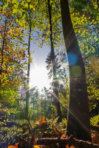 早朝の自然林の中で色とりどりの葉を通して太陽の光の美しい光線は 秋のリラックスした雰囲気と都会の公園で秋のロマンチックな時間を作ります — ストック写真