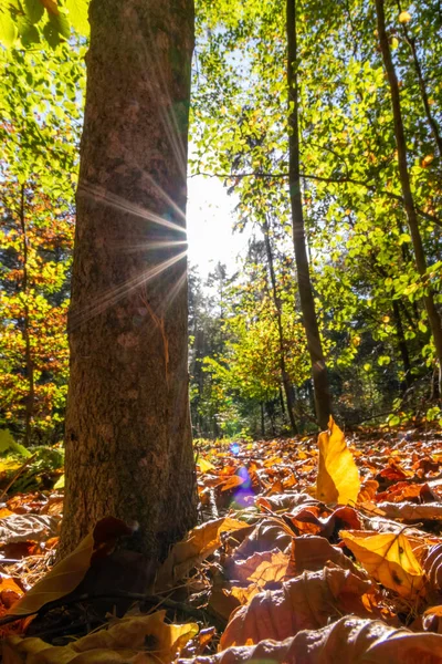 早朝の自然林の中で色とりどりの葉を通して太陽の光の美しい光線は 秋のリラックスした雰囲気と都会の公園で秋のロマンチックな時間を作ります — ストック写真