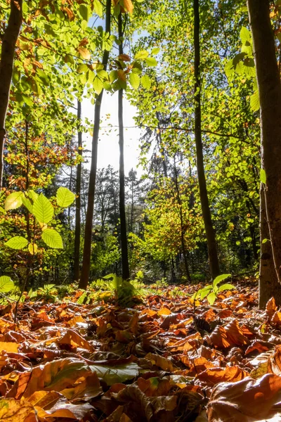 stock image Beautiful rays of sunlight through colorful leaves in natural woodland in the early morning make the beginning of the day a romantic time with the relaxing atmosphere of autumn and fall in urban parks