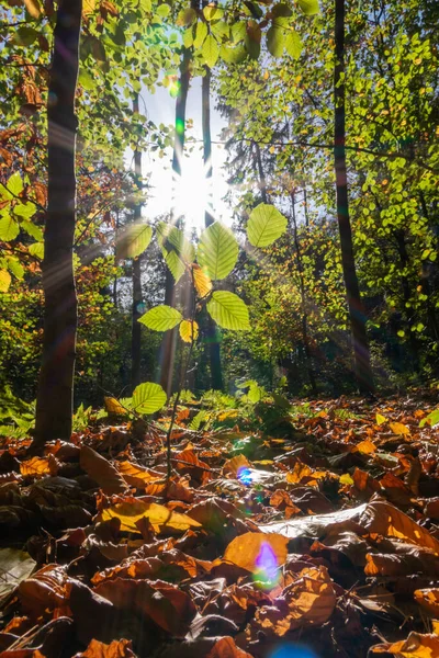Hermosos Rayos Luz Solar Través Hojas Coloridas Bosques Naturales Madrugada —  Fotos de Stock