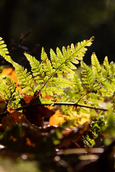 秋から夏にかけての熱帯雨林では 緑に輝く陽射しと鮮やかな緑の葉が陽射しを放ちます — ストック写真