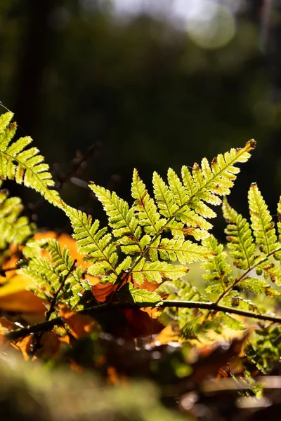 秋から夏にかけての熱帯雨林では 緑に輝く陽射しと鮮やかな緑の葉が陽射しを放ちます — ストック写真