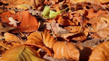 Ormandaki yemyeşil yapraklar arasında gezinti turunda doğal ormanlık ya da yağmur ormanlarındaki sakin Ekim ve Kasım aylarında canlı renklere sahip cennet manzaralarında ışık huzmeleri görülür.