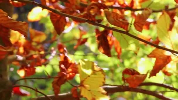 徒步旅行中 阳光穿过森林茂密的树叶 在田园风光中闪烁着光芒 在天然的林地或热带雨林的荒野中闪耀着生机勃勃的色彩 在十月和十一月的宁静 — 图库视频影像