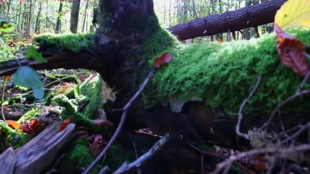 Idylická Turistická Stezka Starým Lesem Spadlými Stromy Zarostlými Zeleným Mechem — Stock video