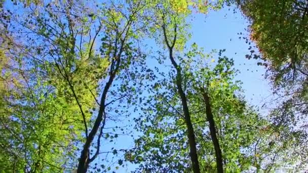 Escena Bosque Rural Con Impresiones Idílicas Senderismo Naturaleza Sana Reserva — Vídeo de stock