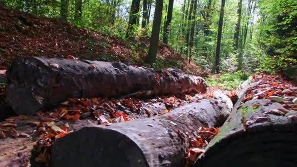 Idylliczny Szlak Turystyczny Przez Stary Las Opadłymi Drzewami Porośniętymi Zielonym — Wideo stockowe