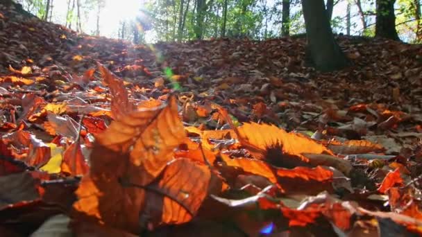 Солнечный Свет Через Пышную Листву Лесу Пешеходной Экскурсии Показывает Лучи — стоковое видео