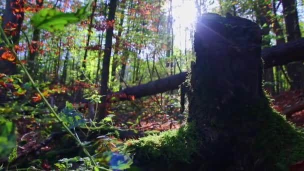 Solsken Genom Lummiga Lövverk Skogen Vandringstur Visar Strålar Ljus Idyllisk — Stockvideo