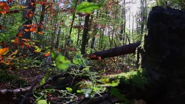 Sentier Randonnée Idyllique Travers Vieille Forêt Avec Des Arbres Tombés — Video