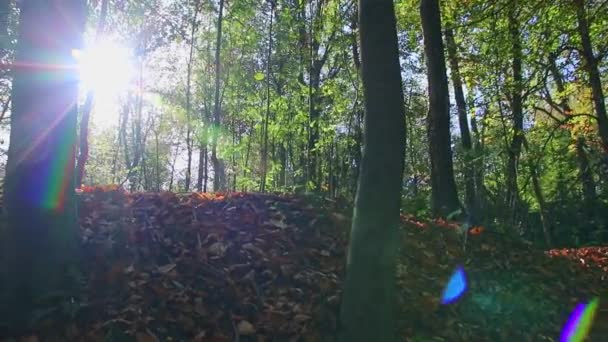 Солнечный Свет Через Пышную Листву Лесу Пешеходной Экскурсии Показывает Лучи — стоковое видео