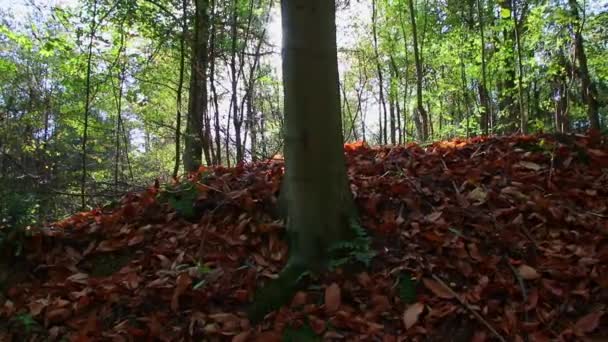 徒步旅行中 阳光穿过森林茂密的树叶 在田园风光中闪烁着光芒 在天然的林地或热带雨林的荒野中闪耀着生机勃勃的色彩 在十月和十一月的宁静 — 图库视频影像