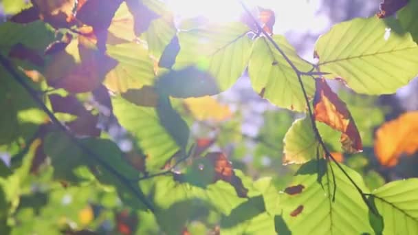 Сонячне Сяйво Крізь Пишне Листя Лісі Під Час Пішохідного Туру — стокове відео