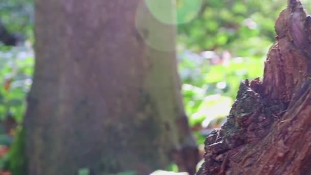 Sluneční Svit Přes Svěží Listí Lese Turné Ukazuje Paprsky Světla — Stock video