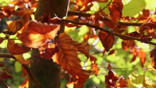 Soleil Travers Feuillage Luxuriant Dans Forêt Lors Randonnée Montre Des — Video