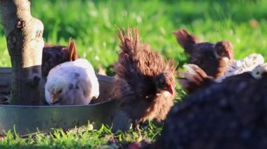 Yavru tavukla birlikte organik çiftlikte yaşayan anne tavuk organik tarım arazisindeki tavuk gibi yeni doğmuş tavuk yavruları için anne çiftliği olan kümes hayvanları çiftliğindeki evcil kuşlar gibi yaşar.