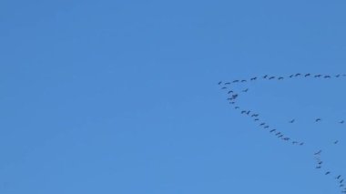 Mavi gökyüzü arkaplanlı enerji tasarrufu için formasyon halinde uçan turna sürüleri, sonbahar ve bahar aylarında güney ve sıcak bölgelerde hayatta kalmak için düzenli göç olarak kışı geçirdikleri bölgelere giderler.