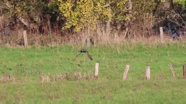 Attentive Hawk Hunting Prey Organic Farmland Flying Falcon Spreaded Wings — Stock Video