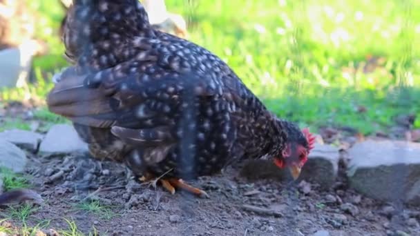 유기농 농장에 암탉은 유기농 농장에서 농장을 사거리 닭으로 생활하고 있으며 — 비디오