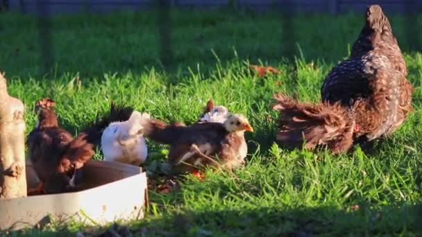 有機農場で小さな赤ちゃん鶏を持つ母親は 養鶏のための有機農地で無料の範囲の鶏として住んでいます養鶏場での国産鳥として新生児鶏の赤ちゃんのための家畜 — ストック動画