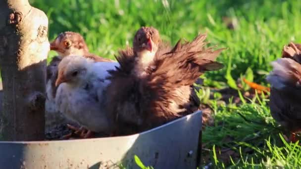 Anyatenyésztő Tyúk Kis Csirkével Ökológiai Gazdaságban Élő Szabadtartású Csirke Biogazdálkodás — Stock videók