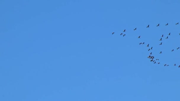 成群结队地飞行以节省蓝天背景的能源的鹤群 随着秋天和春天向南的正常迁徙和温暖地区的生存而离开它们的冬季栖息地 — 图库视频影像